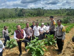 Polri Dan Kelompok Tani Sinergi Tingkatkan Ketahanan Pangan Di Landak