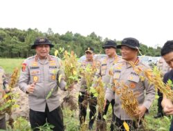 Kapolda Kalbar Tinjau Panen Perdana Kacang Kedelai di Sanggau: Wujud Nyata Dukungan Polri Terhadap Ketahanan Pangan