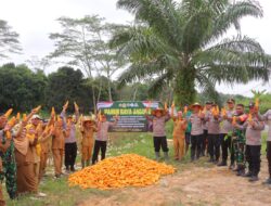 Panen Raya Jagung Perdana  Langkah Polres Sintang Wujudkan Swasembada Pangan