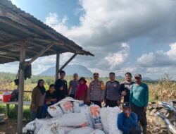 Panen Perdana Jagung di Lahan Tumpangsari  Polsek Dedai Dukung Ketahanan Pangan