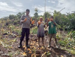 Aipda Rupinus Ahie Dampingi Petani Cek Panen Jagung Di Lahan 3 Hektar