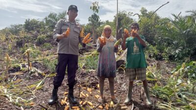 Aipda Rupinus Ahie Dampingi Petani Cek Panen Jagung Di Lahan 3 Hektar