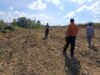 Polsek Menjalin Monitoring Perkembangan Tanaman Jagung di Lahan Percontohan Polsek Menjalin