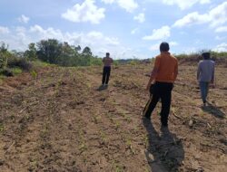 Polsek Menjalin Monitoring Perkembangan Tanaman Jagung di Lahan Percontohan Polsek Menjalin