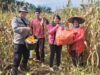 Panen Perdana Jagung Hibrida R1 Nusantara Bersama Bintara Penggerak Desa Pawis Hilir