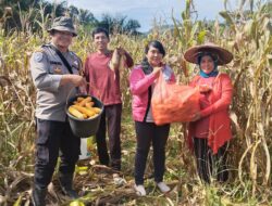 Panen Perdana Jagung Hibrida R1 Nusantara Bersama Bintara Penggerak Desa Pawis Hilir