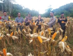 Panen Perdana Jagung  Bukti Keberhasilan Kolaborasi Petani Dan Polisi