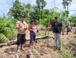 Penanaman Jagung Di Desa Belimbing Wujud Dukungan Polsek Silat Hulu terhadap Program Ketahanan Pangan Nasional