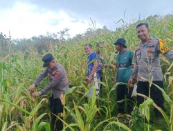 Polres Sanggau Tinjau Lahan Jagung Di Batang Tarang Komitmen Dukung Ketahanan Pangan Nasional