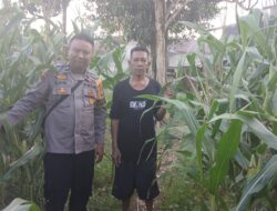 Bintara Pengerak Ketahanan Pangan Cek Pengecekan Tanaman Jagung Perkarangan Mandiri