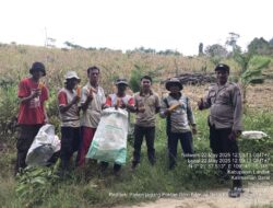 Kebersamaan Mewujudkan Ketahanan Pangan Panen Jagung Poktan Bamula