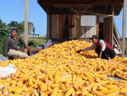 Pasca Panen, Kelompok Tani Maju Makmur Proses Manual Jagung