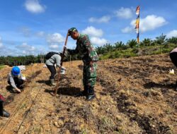 Koramil 1204-04/Kembayan Kodim 1204/Sanggau Hadiri Penanaman Jagung Di Wilayah