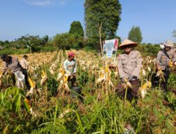 Panen Jagung di Semitau Wujud Dukung Program Swasembada Pangan 2025