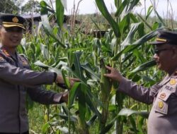Presiden Prabowo Akan Hadiri Panen Raya Jagung Serentak Dengan Total Luas Lahan 851,12 Ha Di Bengkayang