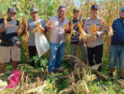 Bhabinkamtibmas Desa Sungai Melayu Aipda M.Aziz Hadiri Kegiatan Panen Jagung Hibrida Bersama Kelompok Tani Karya Bersama 