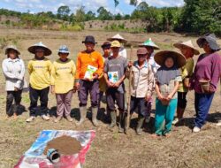 Polsek Meranti Lanjutkan  Tanam Jagung  Di Lahan Percontohan 