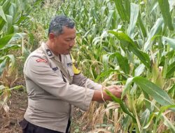 Bhabinkamtibmas Polsek Simpang Dua Tinjau Lahan Jagung  Hibrida