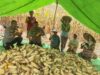 Bintara Pengerak Ketahanan Pangan Desa Semade Panen Jagung Mandiri