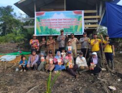 Kelompok Tani Tinggang Jaya  Melaksanakan Penanaman Jagung