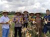 Pemanenan Jagung Hibrida Di Lahan PT Lestari Abadi Perkasa
