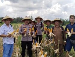 Pemanenan Jagung Hibrida Di Lahan PT Lestari Abadi Perkasa