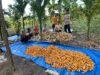 Panen Perdana Jagung Hibrida di Desa Sekilap Berhasil