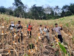 Kolaborasi Warga Dan Kepolisian Sukseskan Panen Perdana Jagung