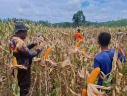 Kapolsek Mempawah Hulu Cek Lokasi Yang Akan Dijadikan Lokasi Panen Jagung Serentak 
