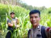 Bintara pengerak Ketahanan Pangan Desa Songga Lakukan Pengecekan Tanaman Jagung