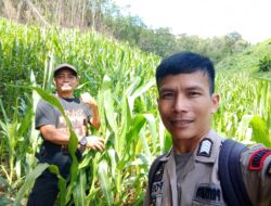 Bintara pengerak Ketahanan Pangan Desa Songga Lakukan Pengecekan Tanaman Jagung