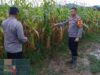 Kapolsek Matan Hilir Utara Tinjau Lokasi Tanaman Jagung Hibrida 