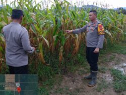 Kapolsek Matan Hilir Utara Tinjau Lokasi Tanaman Jagung Hibrida 