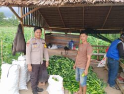 Anggota Bhabinkamtibmas  Laksanakan Pengecekan Program Perkarangan Pangan Bergizi