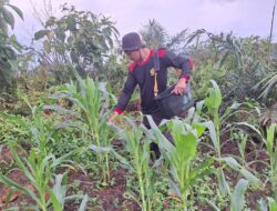 Kanit Binmas Polsek Nanga Tayap Laksanakan Pemupukan Jagung Hibrida 