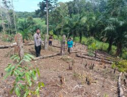 Bintara Penggerak Ketahanan Pangan Polsubsektor Sompak Pantau Progres Pertumbuhan Jagung