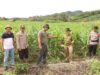Peninjauan Lahan Jagung Hibrida Pamatwil Dan Kapolres Sanggau Tinjau Kesiapan Panen Raya 