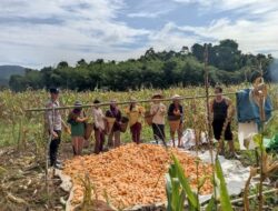 Ketahanan PaBintara Pengerakngan Desa Ringo Lojol Cek Dan Kontrol Tanaman Jagung