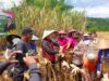 Pamatwil Polda Kalbar hadiri Panen Raya Jagung Tahap II Polres Landak Di Mempawah Hulu
