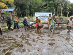 Babinsa Koramil 1205-08/Dedai Ikut Tanam Padi Bersama Kelompok Tani Keling Menanti Dalam Kegiatan Oplah LTT 