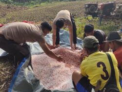 Polsek Batang Tarang Lakukan Pemupukan Perdana Jagung Demplot 
