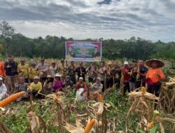 Polsek Meranti Panen Raya Jagung Tahap II