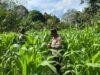 Kapolsek Sayan  Mengecek Tanaman Jagung 