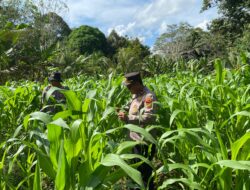 Kapolsek Sayan  Mengecek Tanaman Jagung 