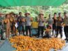 Polres Kayong Utara Gelar Panen Raya Jagung Kuartal II Dukung Ketahanan Pangan