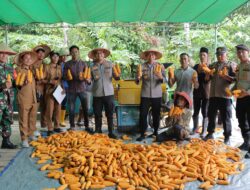 Polres Kayong Utara Gelar Panen Raya Jagung Kuartal II Dukung Ketahanan Pangan