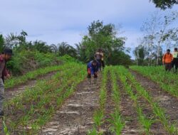 Penyemprotan Hama Di Kebun Jagung Presisi Polres Landak Rajawali 