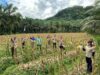 Kapolsek Sengah Temila Menghadiri Panen Raya Jagung 