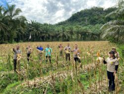 Kapolsek Sengah Temila Menghadiri Panen Raya Jagung 