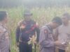 Kapolsek Mempawah Hulu cek progres pertumbuhan Tanaman jagung
